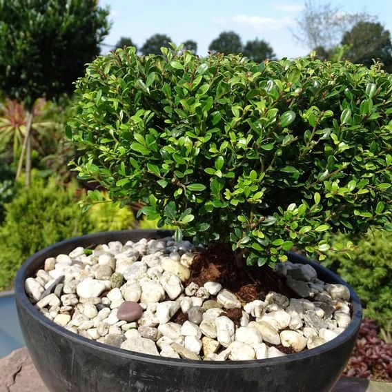 Ilex crenata 'Glorie Dwarf'
