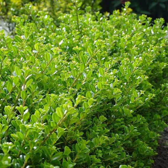 Ilex crenata 'Glorie Dwarf'