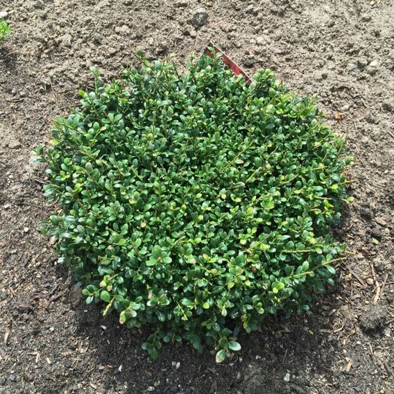 Ilex crenata 'Glorie Dwarf'