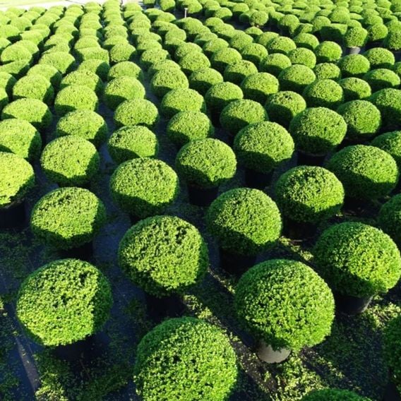 Ilex crenata 'Glorie Dwarf'