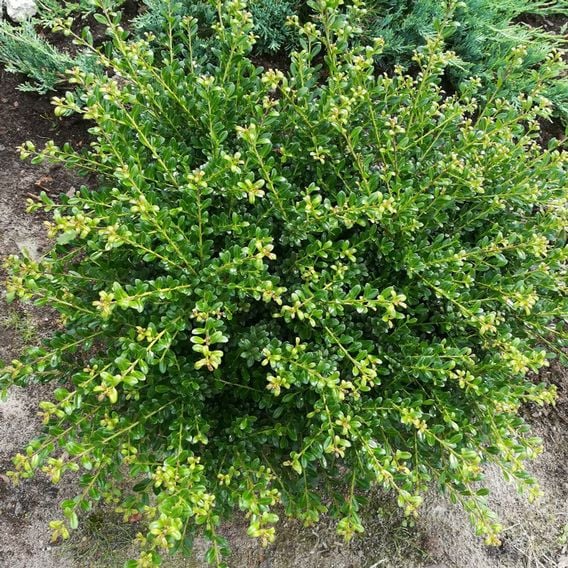 Ilex crenata 'Glorie Dwarf'