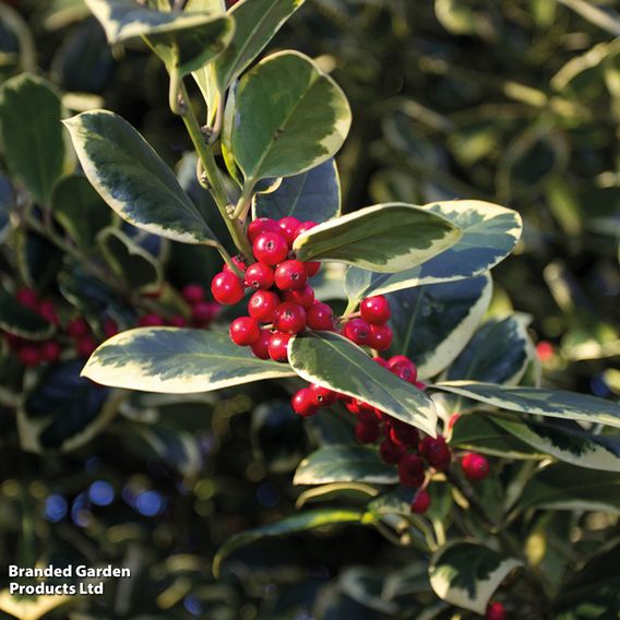 Holly 'Golden King' (Standard)