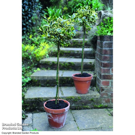 Holly 'Golden King' (Standard)