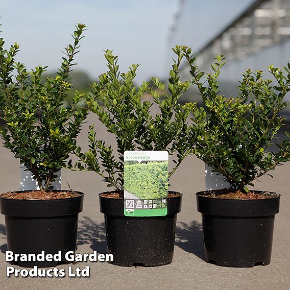 Ilex crenata 'Green Hedge'