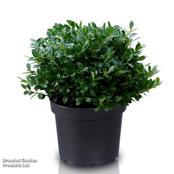 Holly crenata 'Luxus'