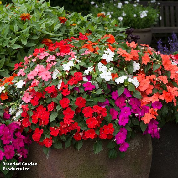 Garden Ready Favourites Collection