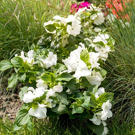 Busy Lizzie 'Imara Mixed' - Seeds