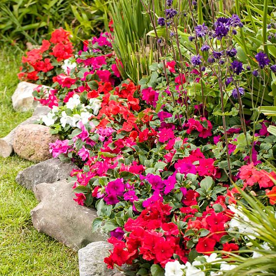 Busy Lizzie 'Imara Mixed' - Seeds