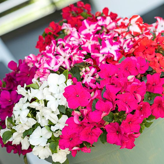 Busy Lizzie 'Imara Mixed' - Seeds