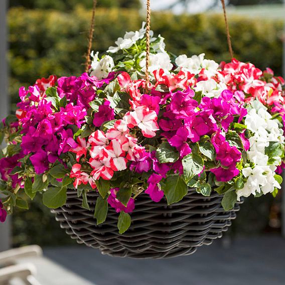 Busy Lizzie 'Imara Mixed' - Seeds