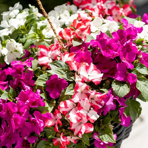 Busy Lizzie 'Imara Mixed' - Seeds