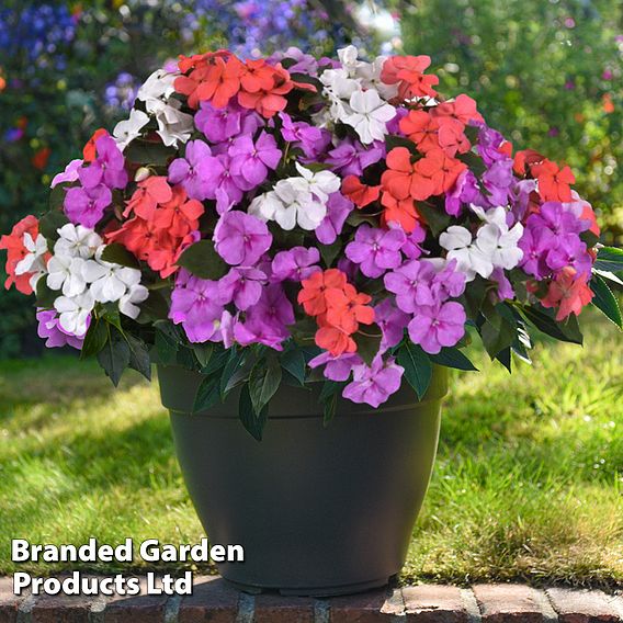 Garden Ready Container Collection