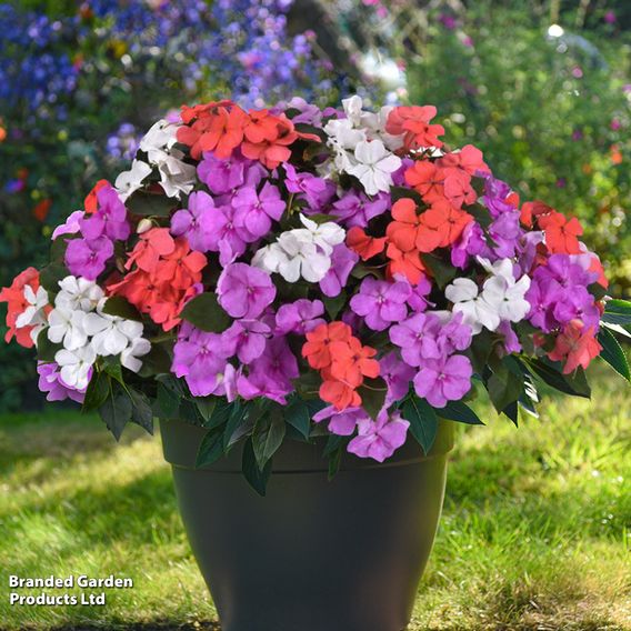 Summer Bedding Plant Collection