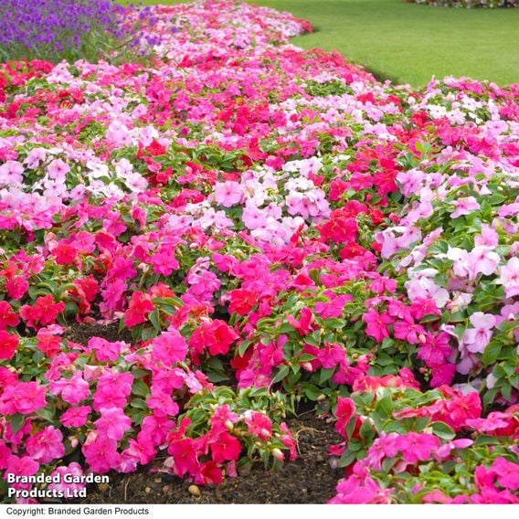 Busy Lizzie 'Beacon Raspberry Sundae' Mixed