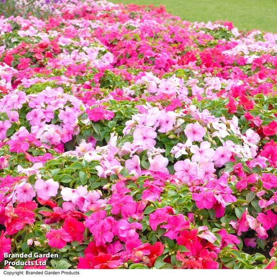 Busy Lizzie 'Beacon Raspberry Sundae' Mixed
