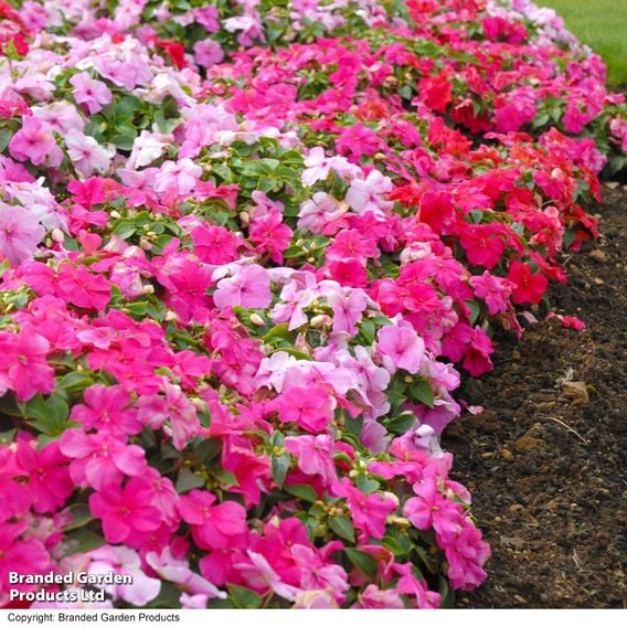 Busy Lizzie 'Beacon Raspberry Sundae' Mixed