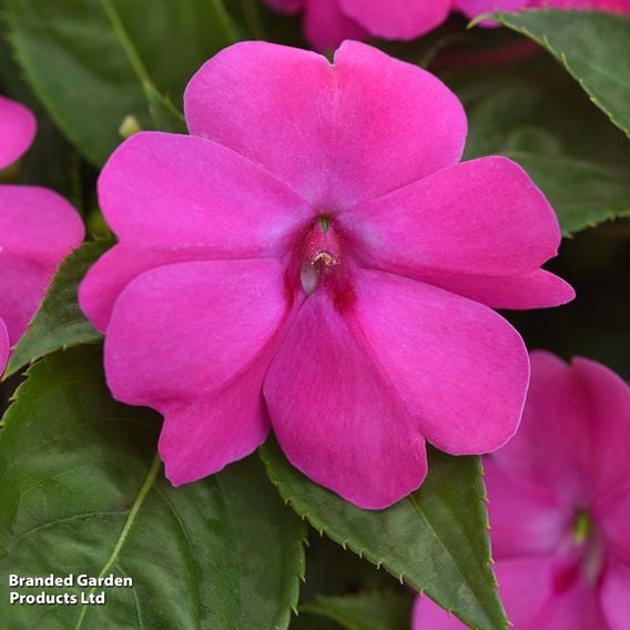 Busy Lizzie 'Solarscape Pink Jewel'