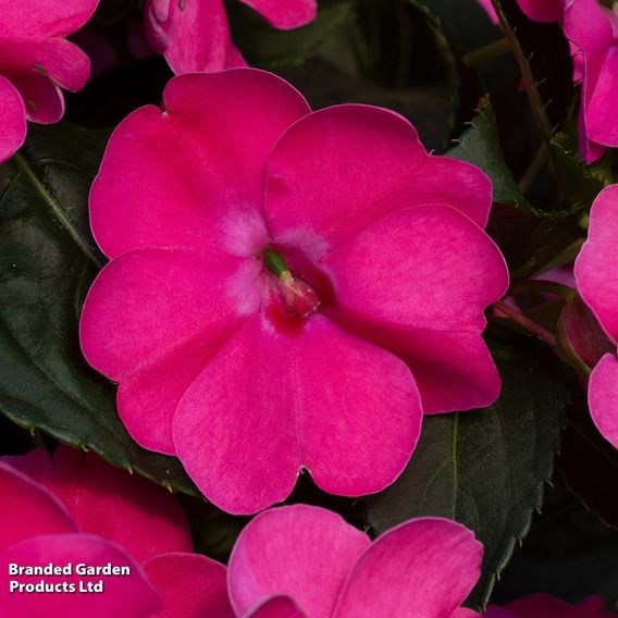 Busy Lizzie 'Solarscape Pink Jewel'