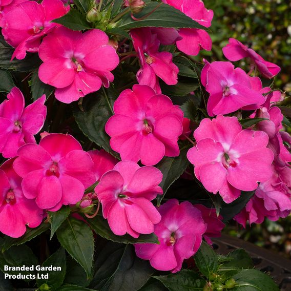 Busy Lizzie 'Solarscape Pink Jewel'