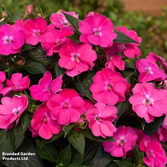 Busy Lizzie 'Solarscape Pink Jewel'