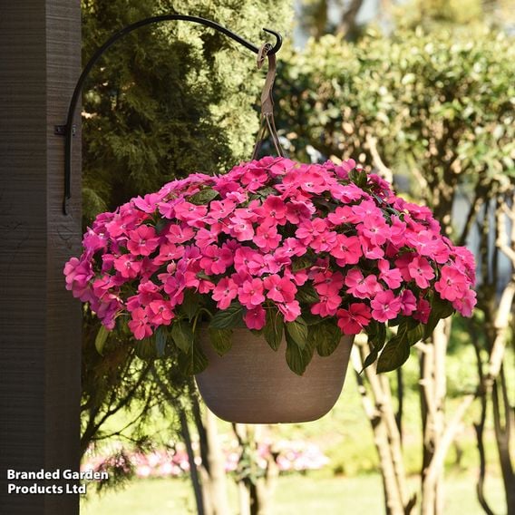 Busy Lizzie 'Solarscape Pink Jewel'