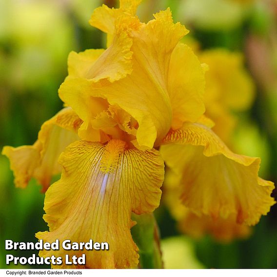 Iris 'Buckwheat' (Re-Blooming)