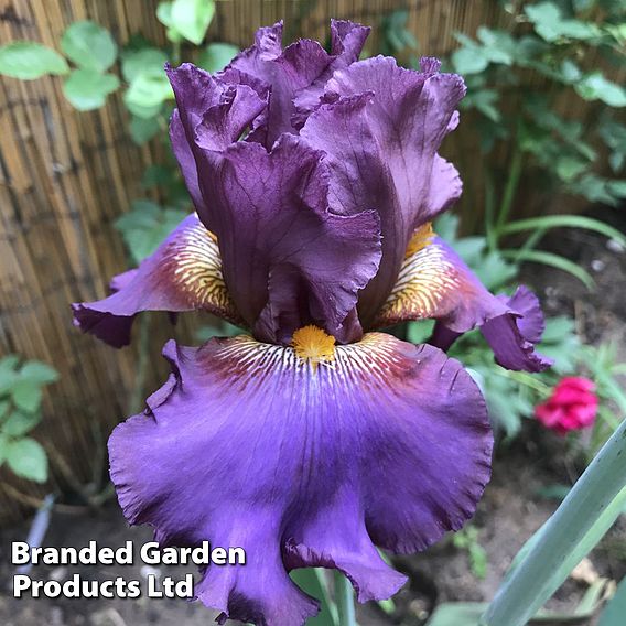 Iris 'Cantina' (Re-Blooming)