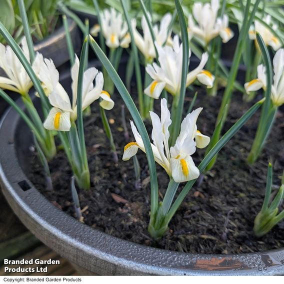 Iris 'Katharine's Gold'