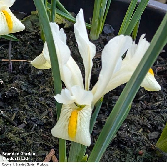 Iris 'Katharine's Gold'