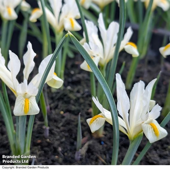 Iris 'Katharine's Gold'