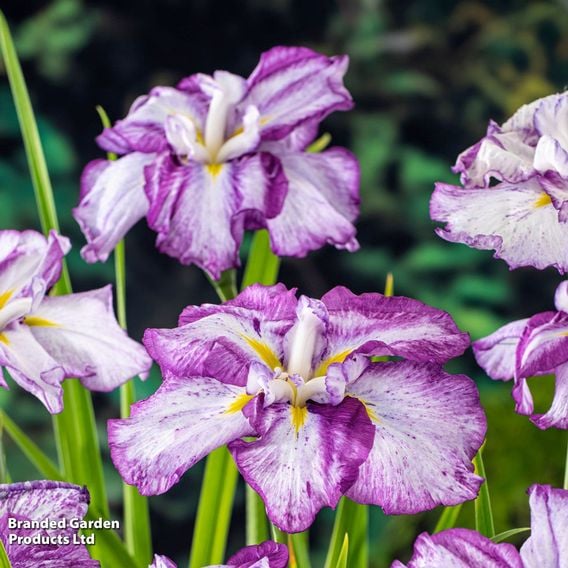 Iris ensata 'Dinner Plate Cheesecake' (Marginal Aquatic)