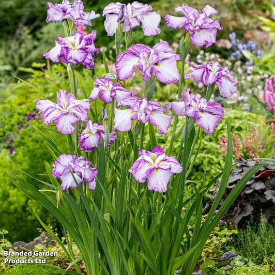 Iris ensata 'Dinner Plate Cheesecake' (Marginal Aquatic)