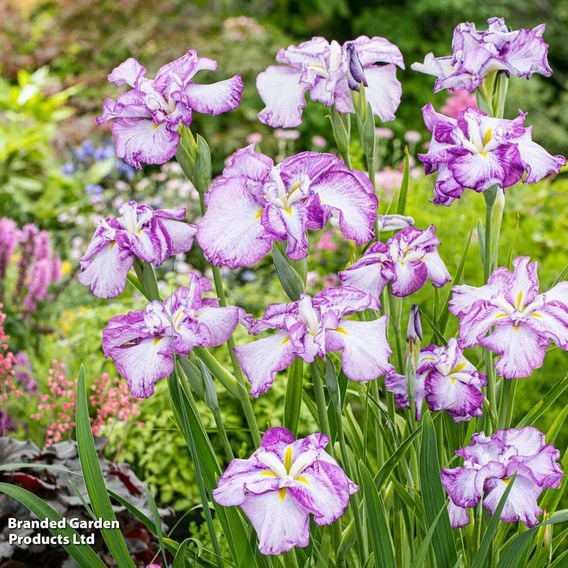Iris ensata 'Dinner Plate Cheesecake' (Marginal Aquatic)