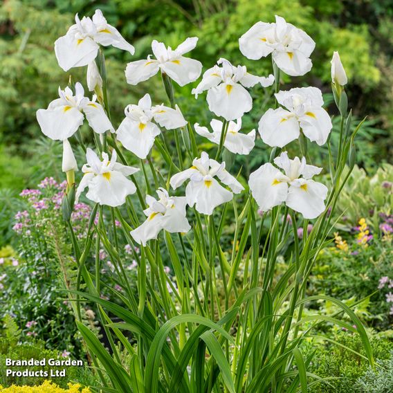 Iris ensata 'Dinner Plate Cupcake' (Marginal Aquatic)