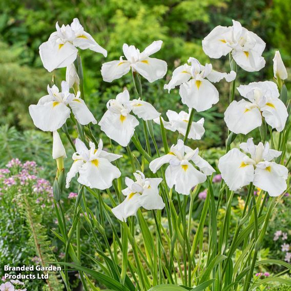 Iris ensata 'Dinner Plate Cupcake' (Marginal Aquatic)