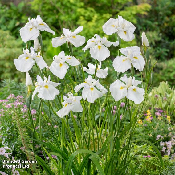 Iris ensata 'Dinner Plate Cupcake' (Marginal Aquatic)