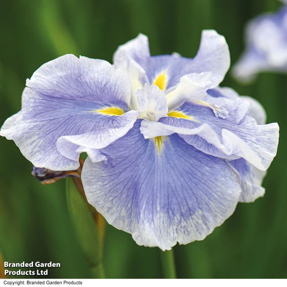 Iris ensata Dinner Plate 'Ice Cream'