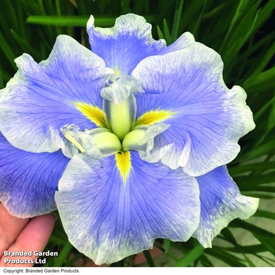 Iris ensata Dinner Plate 'Ice Cream'