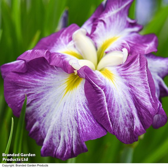 Iris ensata 'Dinner Plate Jell-O' (Marginal Aquatic)