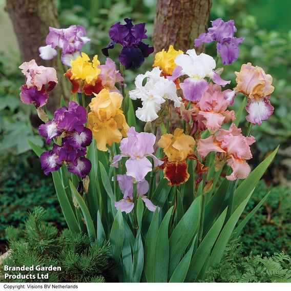 Iris Bearded Mixed
