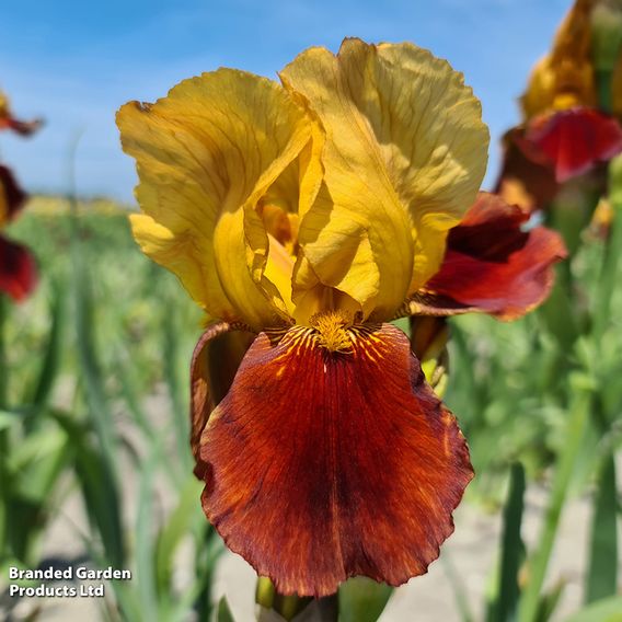Iris Re-blooming Three Seasons Collection