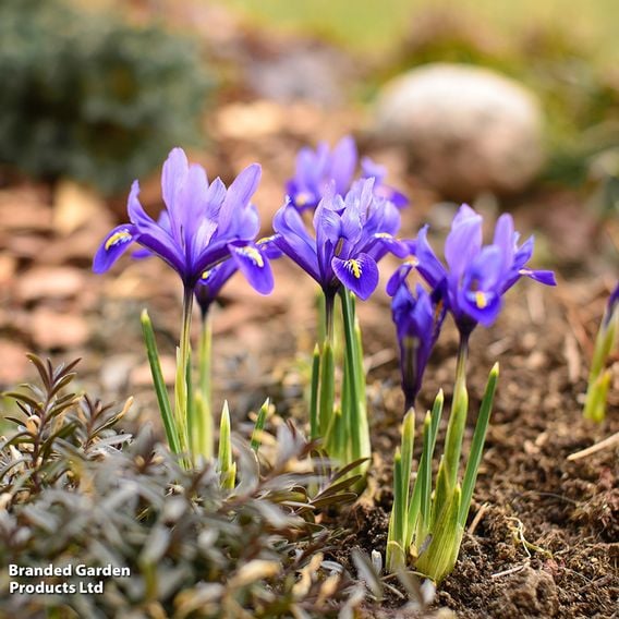 Iris 'Harmony'