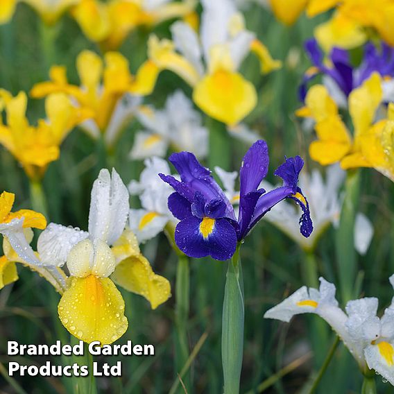 Iris Bulbs - Hollandica Mix