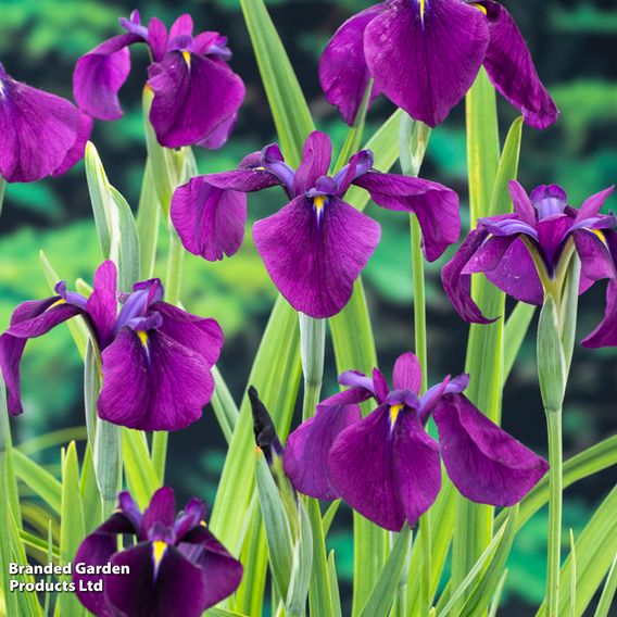 Iris ensata 'Variegata' (Marginal Aquatic)