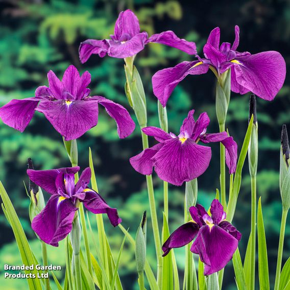 Iris ensata 'Variegata' (Marginal Aquatic)