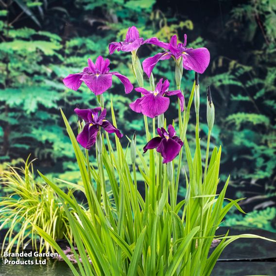 Iris ensata 'Variegata' (Marginal Aquatic)