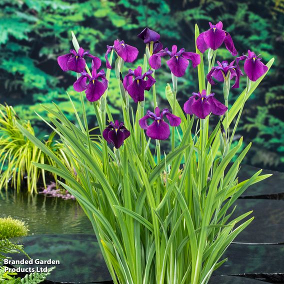 Iris ensata 'Variegata' (Marginal Aquatic)