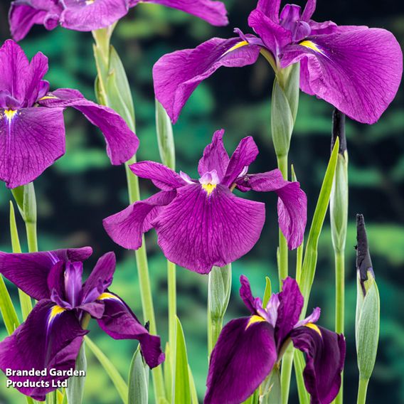 Iris ensata 'Variegata' (Marginal Aquatic)