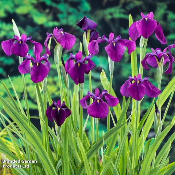Iris ensata 'Variegata' (Marginal Aquatic)