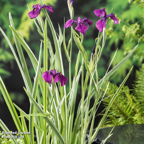 Iris ensata 'Variegata' (Marginal Aquatic)